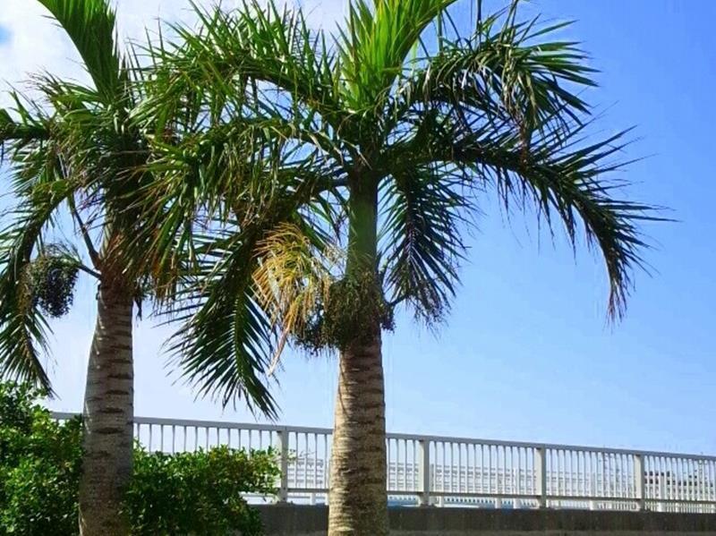 ゲストハウスなんで家ねん 沖縄市 エクステリア 写真
